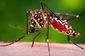 MED-Zika Mosquito-5 Things.JPEG-83d9d.jpg