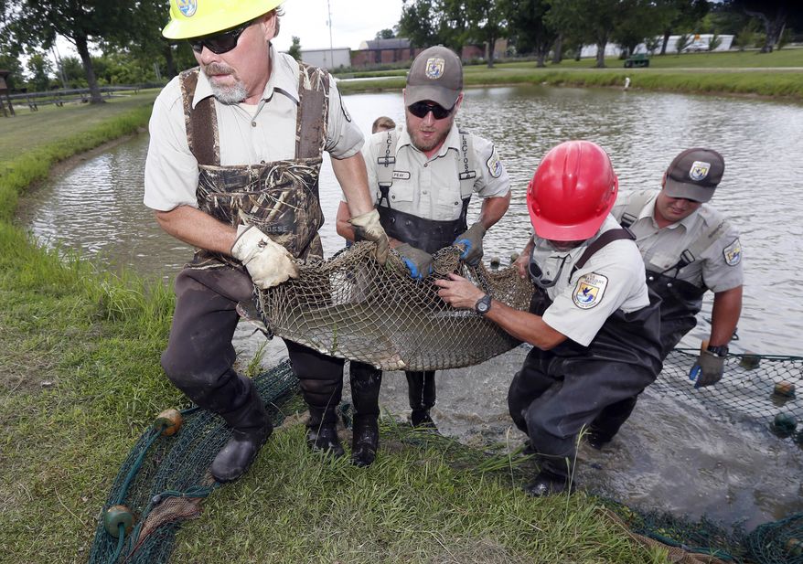 In this July 6, 2016, file photo, U.S. Fish and Wildlife Service personnel struggle with carrying an adult alligator gar to a transportation tank at the Private John Allen National Fish Hatchery in Tupelo, Miss. (AP Photo/Rogelio V. Solis)