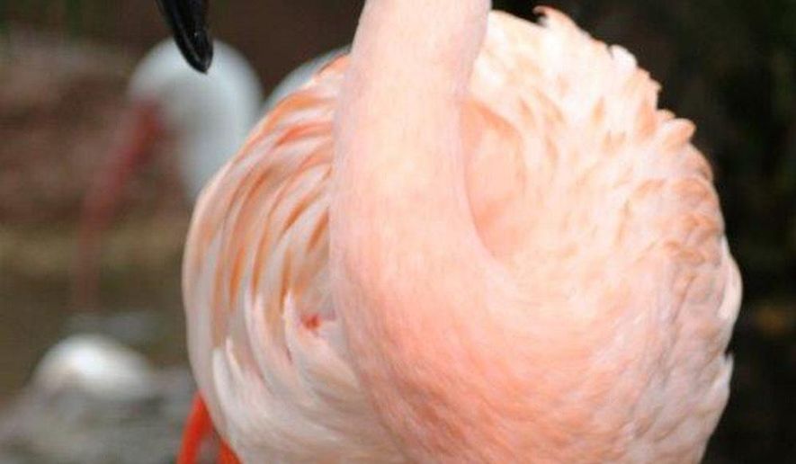 In this undated photo made available by Bush Gardens Tampa Bay, shows Pinky, a flamingo at the park in Tampa, Fla. Joseph Anthony Corrao was visiting Bush Gardens with his family on Tuesday, Aug. 3, 2016, when he reached into a pen, picked up Pinky and threw her down. The bird suffered traumatic injuries and had to be euthanized. Corrao was arrested and released on bond. (Bush Gardens Tampa Bay via AP)