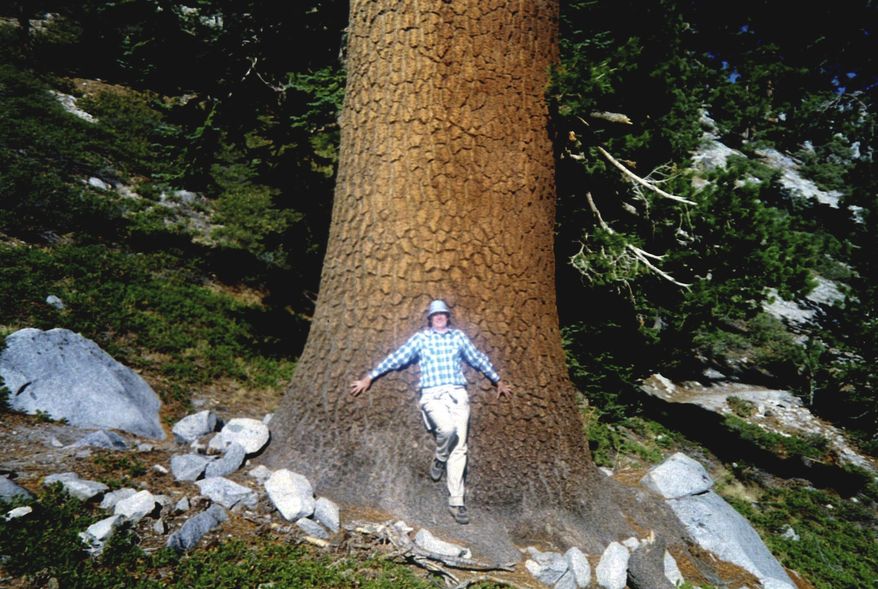This May 2010 photo provided by Rod Haulenbeek shows Rod Haulenbeek standing in front of a Western White Pine tree at the Tahoe Rim Trail near Carson City, Nev. For the past 24 years, the state forestry division has maintained something called the Nevada Big Tree Register to track the largest and most impressive trees. The list was last updated in 2015 and now contains more than 300 different species. Reno resident, Haulenbeek serves as editor of the register, a painstaking job that requires him to find and measure every existing champion and new nominee. (Rod Haulenbeek via AP)
