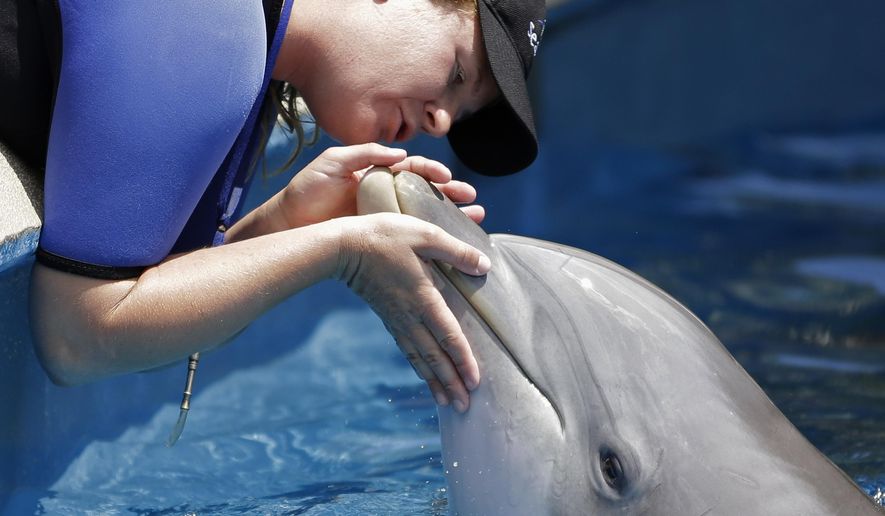 FILE - In this April 10, 2014, file photo, Sea World trainer Aubrey Taylor interacts with Bossa the dolphin, in Orlando, Fla. Video aired by Tampa's WTVT-TV on August 8, 2016, shows a dolphin at SeaWorld Orlando snatching a woman's iPad out of her hands. (AP Photo/John Raoux, File)