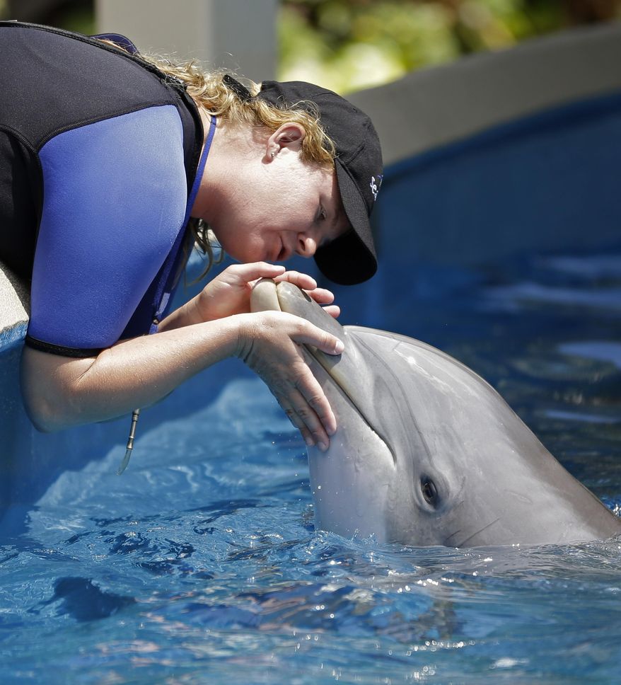 FILE - In this April 10, 2014, file photo, Sea World trainer Aubrey Taylor interacts with Bossa the dolphin, in Orlando, Fla. Video aired by Tampa's WTVT-TV on August 8, 2016, shows a dolphin at SeaWorld Orlando snatching a woman's iPad out of her hands. (AP Photo/John Raoux, File)