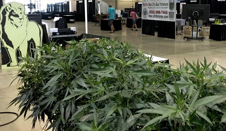Oregon's producers display live marijuana plants for the Oregon Cannabis Growers' Fair in Salem, Ore., Friday, Aug. 12, 2016. In a sign of how mainstream the once-illicit marijuana industry is becoming in Oregon, one of four states to have legalized it, exhibitors are heading to the state capital to set up for the inaugural Oregon Cannabis Grower's Fair. (AP Photo/Andrew Selsky)