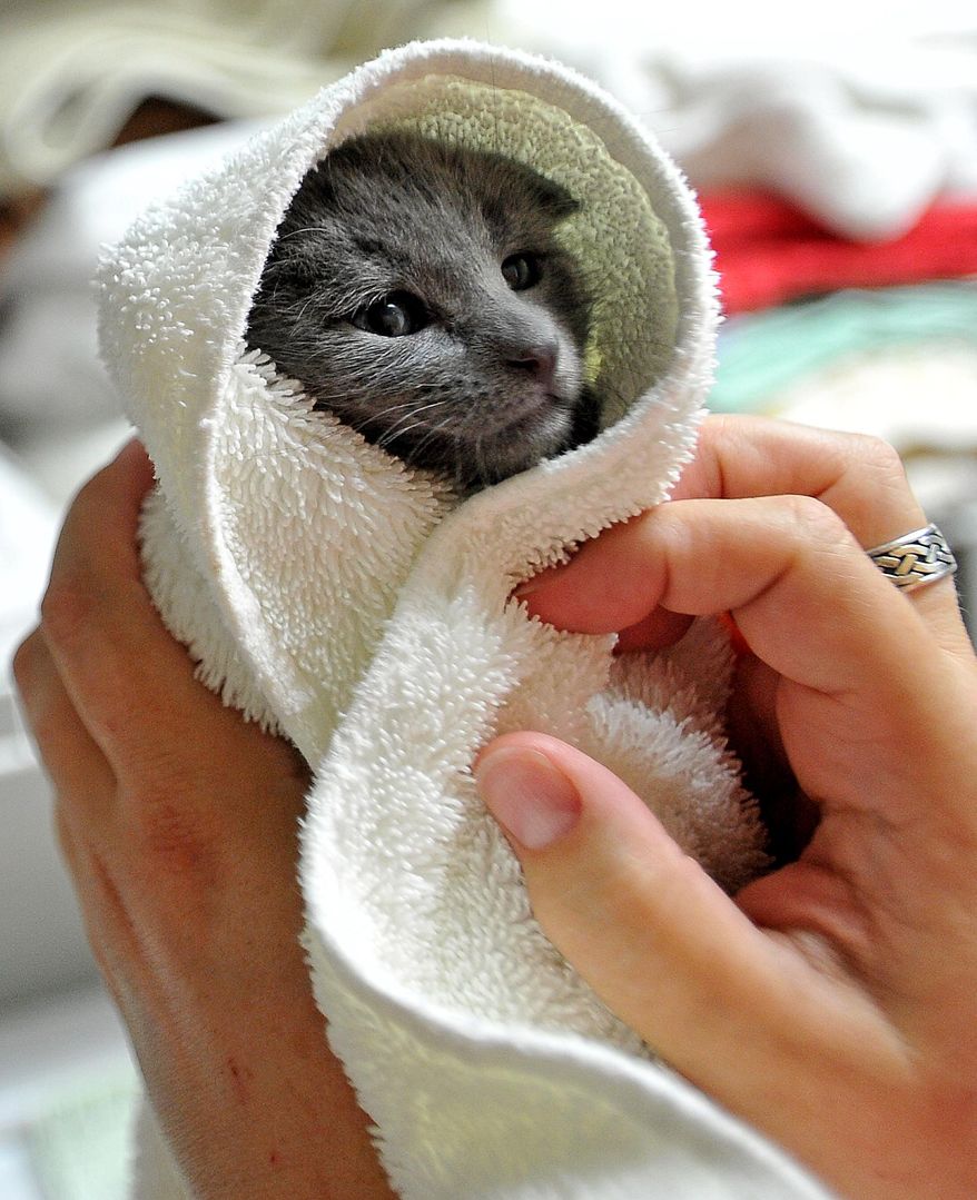 In this Aug. 5, 2016, photo a cat called Pawsome is dried off after a bath at C.A.T.S. in Medford, Ore. (Jamie Lusch/The Medford Mail Tribune via AP)