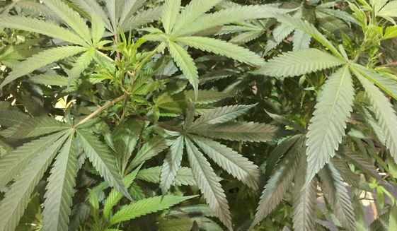 In this Saturday, Aug. 13, 2016 file photo, marijuana plant awaits judging in the Oregon Cannabis Growers&#39; Fair marijuana plant competition in Salem, Ore. (AP Photo/Gillian Flaccus, File)