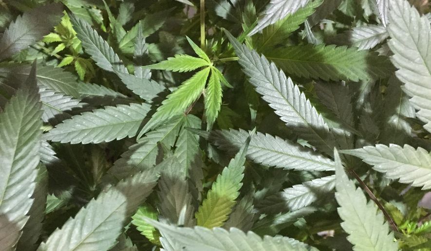 In this Aug. 13, 2016 photo, marijuana plants await judging at a competition to select nine specimens for display at the Oregon State Fair in Salem, Ore. (AP Photo/Gillian Flaccus)