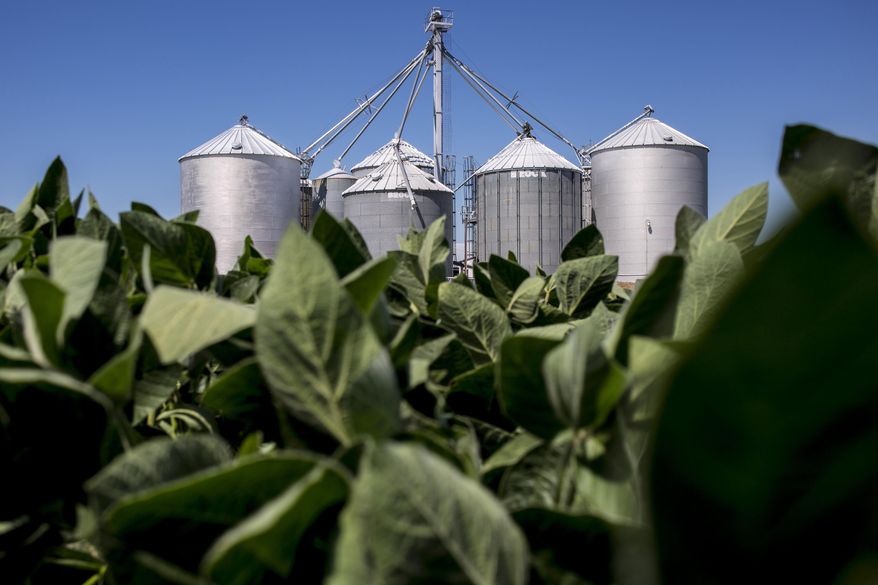FOR RELEASE MONDAY, AUGUST 22, 2016, AT 12:01 A.M. CDT.- A grain elevator is seen rising above a field of soybeans Aug. 4, 2016 at the Gardner family farm on Galbraith Line Road in Fremont Township, Mich. (Jeffrey M. Smith/The Times Herald via AP)