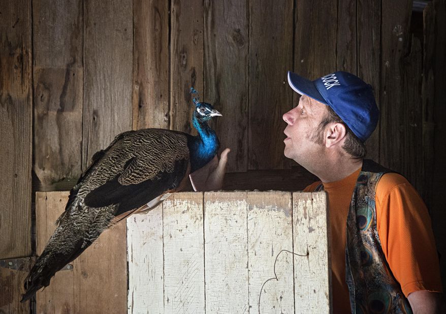 ADVANCE FOR SUNDAY AUG. 21 - In this Aug. 1, 2016 photo, Dennis Fett pets his bird Buddy in the barn of his farm near Minden, Iowa. Iowa leads the nation in egg production with roughly 50 million hens that lay nearly one in every five eggs consumed in the United States — nearly 12.5 billion eggs in 2015. There's another side to Iowa's poultry industry — a much smaller side — represented by a handful of farmers catering in exotic birds. (Zach Boyden Holmes/The Des Moines Register via AP) MAGS OUT, TV OUT, NO SALES, MANDATORY CREDIT