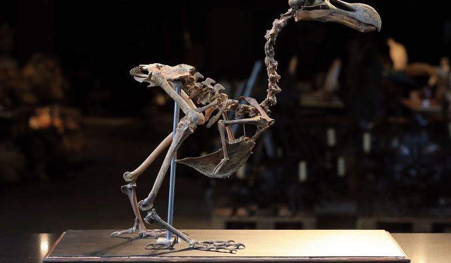 An almost complete Dodo skeleton is displayed at Summers Place Auctions in Billingshurst, southern England Thursday Aug. 25, 2016. It will be the first of its kind to come up for sale in nearly 100 years. The skeleton will feature in the auction house's fourth Evolution sale in November. (Gareth Fuller/PA via AP)