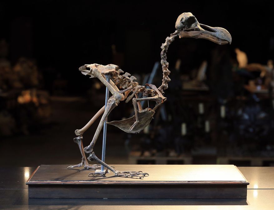 An almost complete Dodo skeleton is displayed at Summers Place Auctions in Billingshurst, southern England Thursday Aug. 25, 2016. It will be the first of its kind to come up for sale in nearly 100 years. The skeleton will feature in the auction house's fourth Evolution sale in November. (Gareth Fuller/PA via AP)