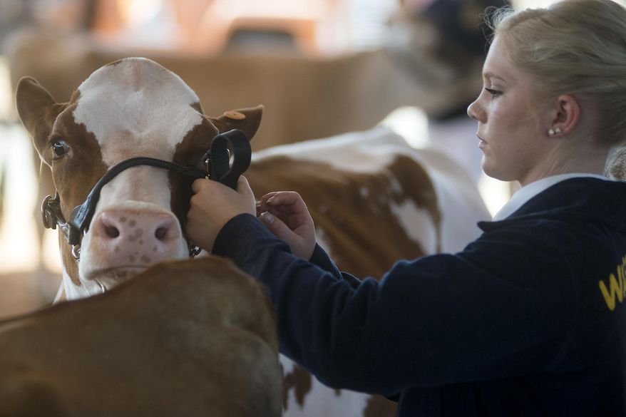In this Thursday, Aug. 18, 2016 photo, Alicia Smaciarz, of Menlo, Wash., shows off her emotive red holstein heifer, named Red, at the Southwest Washington Fair in Chehalis, Wash. Smaciarz, the dairy ambassador for all of Washington, has plenty of experience with cows and their prized wholesome sustenance, so she understands exactly how important it is to keep the milk clean and in the pail. (Jordan Nailon/The Chronicle via AP)