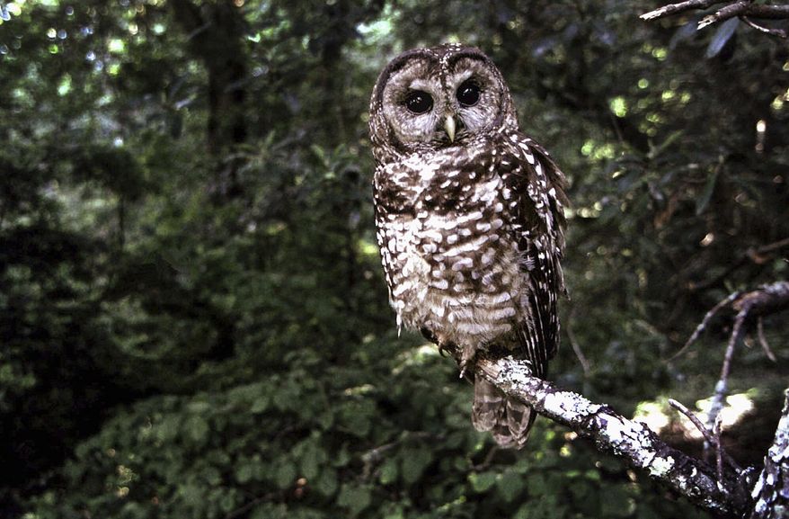 FILE - In this June 1995, file photo a Northern Spotted owl sits on a branch in Point Reyes, Calif. Wildlife officials say the northern spotted owl has been listed under the California Endangered Species Act. The state&#39;s Fish and Game Commission voted unanimously on Friday, Aug. 26, 2016, to add the threatened bird to the list, ending a four-year process by the Environmental Protection Information Center, or EPIC. (AP Photo/Tom Gallagher, File)