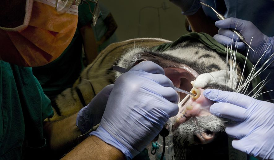 Kashi, a 2-year-old male Sumatran tiger of the Rome zoo, receives tooth surgery in the zoo's Veterinary Clinic in Rome, Wednesday, Aug. 31, 2016. Kashi, a young male suffering from pulp infection following the cracking of a canine tooth, received root canal therapy by dental surgeon Francesco Talini, left, and his team. (AP Photo/Domenico Stinellis)