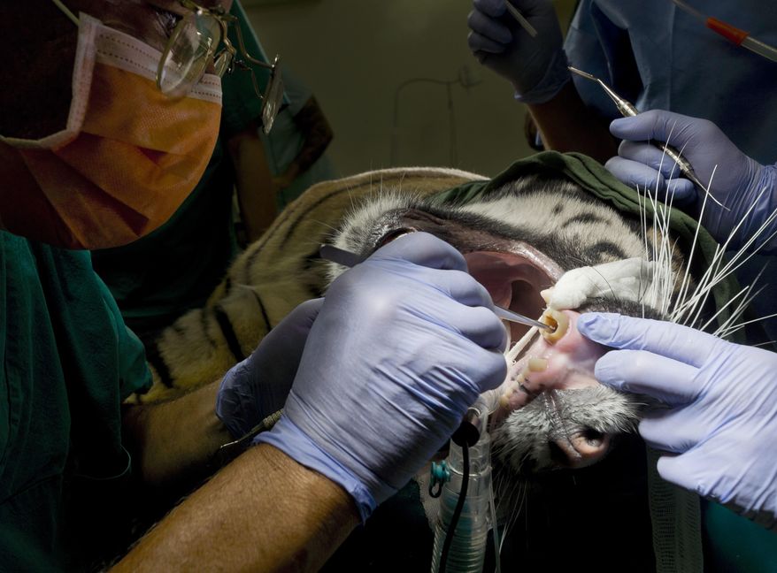 Kashi, a 2-year-old male Sumatran tiger of the Rome zoo, receives tooth surgery in the zoo's Veterinary Clinic in Rome, Wednesday, Aug. 31, 2016. Kashi, a young male suffering from pulp infection following the cracking of a canine tooth, received root canal therapy by dental surgeon Francesco Talini, left, and his team. (AP Photo/Domenico Stinellis)
