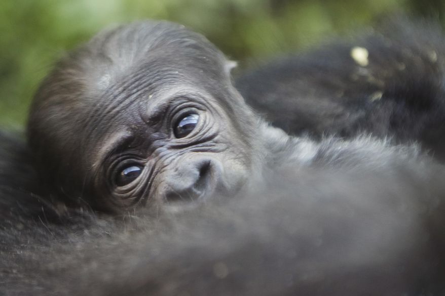 A newborn baby western lowland gorilla looks up as it is held by its mother Honi during its debut at the Philadelphia Zoo in Philadelphia, Wednesday, Aug. 31, 2016. The unnamed baby gorilla was born Friday, Aug. 26. (AP Photo/Matt Rourke)