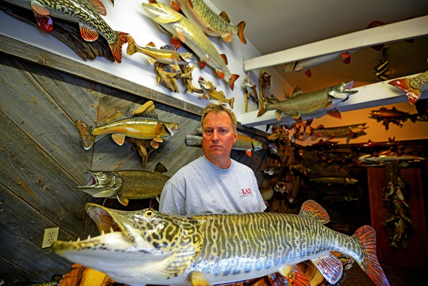 ADVANCE FOR USE MONDAY, SEPT. 5 - In this July 8, 2016 photo, taxidermist Rick Lax holds a graphite replica of a tiger muskie, caught and released by an angler, in the studio of Lax Reproductions in Conover, Wis. Lax started out as a traditional taxidermist, but with the onset of catch-and-release fishing, he has made a niche for himself in reproducing fish that were returned to the water, based on photos and detailed measurements. (Dave Orrick/Pioneer Press via AP)