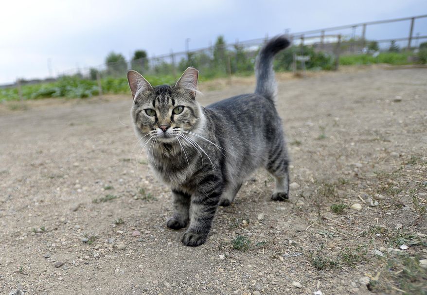 ADVANCE FOR SATURDAY, SEPT. 3 ND THEREAFTER-In this Thursday, Aug. 18, 2016 photo, Ardra the cat hangs out in the Boulder County jail garden in Boulder, Colo. Cats have joined forces with inmates to raise produce in the jail garden, which will likely yield more than 20,000 pounds of produce this fall. (Jeremy Papasso/Boulder Daily Camera via AP)