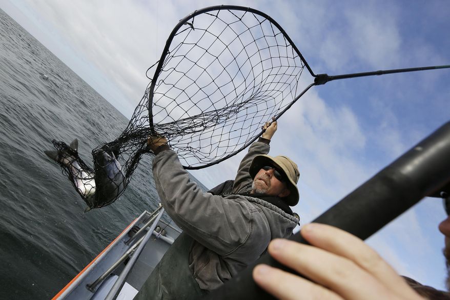 In this photo taken Monday, Aug. 29, 2016, Jared Davis hauls in a salmon caught off the coast of Stinson Beach, Calif. After five years of California drought, the sleek, flapping salmon that fishermen were hauling aboard the rolling Salty Lady charter boat this week were the survivors of the survivors, there to be hooked and netted only because state and federal agencies have stepped in to do much of the salmon-raising that the state's overtapped rivers used to do. (AP Photo/Eric Risberg)
