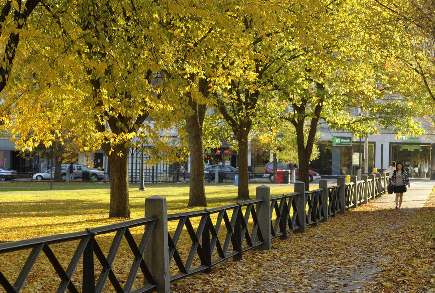 This undated photo provided by Yale University shows leaves with fall foliage on the New Haven Town Green in New Haven, Connecticut. The site is a National Historic Landmark and was part of a grid of squares laid out centuries ago by the city’s earliest settlers. (Michael Marsland/Yale University via AP)