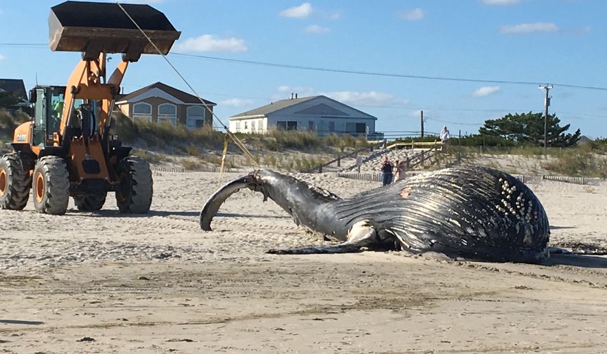 FILE - In a Friday, Sept. 16, 2016 file photo, a dead humpback whale is pulled up the beach by a bulldozer after the mammal washed up on the beach at the Jersey Shore in Sea Isle City. N.J. Officials believe the whale died due to human interaction. A a necropsy completed Saturday on the 20-ton, 33-foot whale revealed it was emaciated. (Jacqueline L. Urgo/The Philadelphia Inquirer via AP)