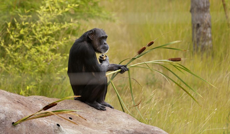 In this photo taken Aug. 8, 2016, Jody, a chimp who lives at Chimpanzee Sanctuary Northwest near Cle Elum, Wash., holds some plants as she sits in an outside play area. Sanctuaries across the country are preparing for an influx of retired private lab chimpanzees, now that the federal government has stopped backing experiments on humankind's closest relatives. (AP Photo/Ted S. Warren)