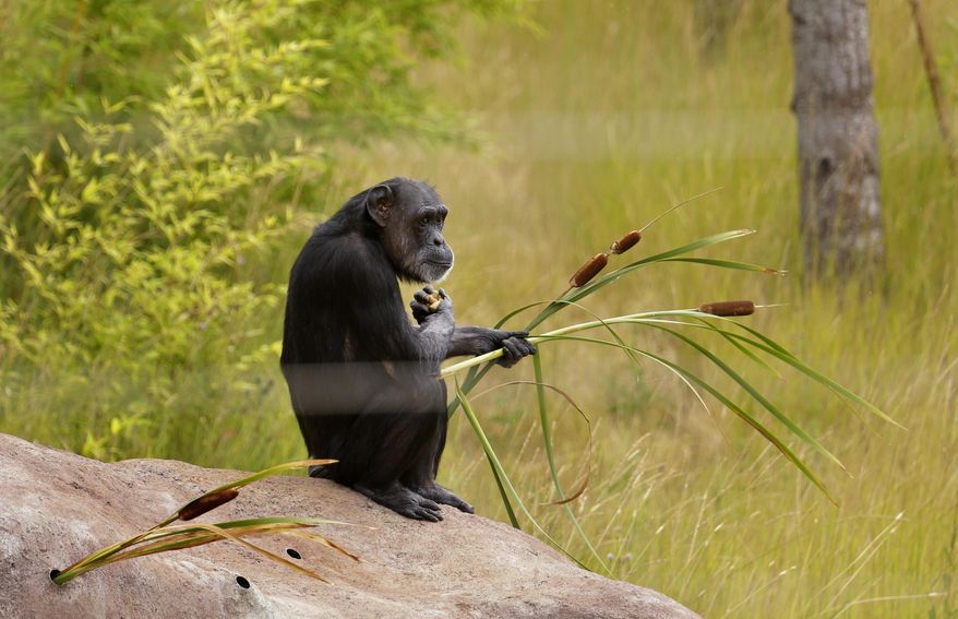 In this photo taken Aug. 8, 2016, Jody, a chimp who lives at Chimpanzee Sanctuary Northwest near Cle Elum, Wash., holds some plants as she sits in an outside play area. Sanctuaries across the country are preparing for an influx of retired private lab chimpanzees, now that the federal government has stopped backing experiments on humankind's closest relatives. (AP Photo/Ted S. Warren)