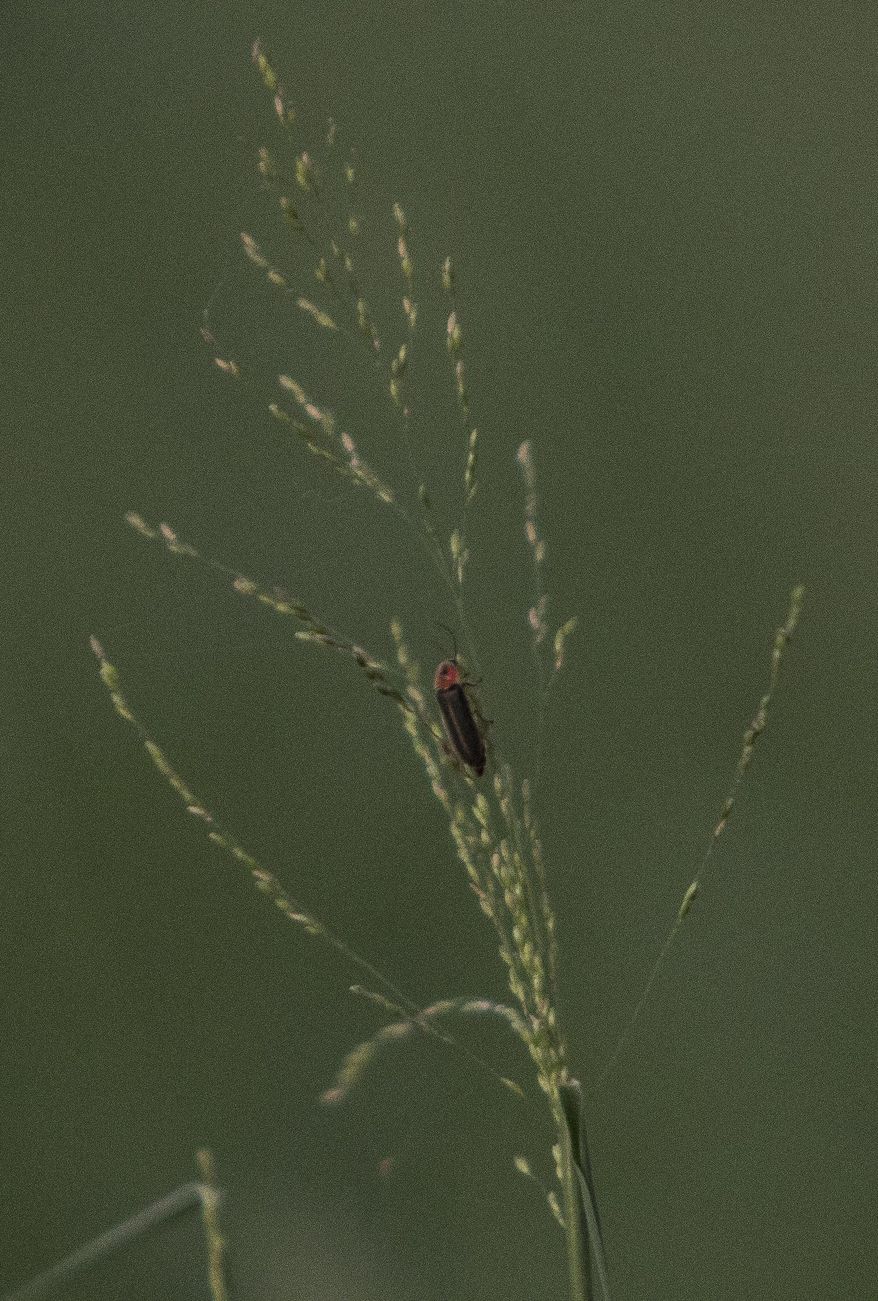 In this Sept. 19, 2016 photo, a firefly waits on a blade of grass for a potential mate to fly by in a field near Riverside Park in Victoria Texas. As summer dies down, fireflies are making a reappearance in Texas. The resurgence is likely because of a wet year, said Texas firefly researcher, Ben Pfeiffer. Further north, fireflies only occur during the spring. But while a warmer autumn may delay Texans' taste for pumpkin spice, the temperature and soil moisture brings a second firefly season. (Angela Piazza /The Victoria Advocate via AP)