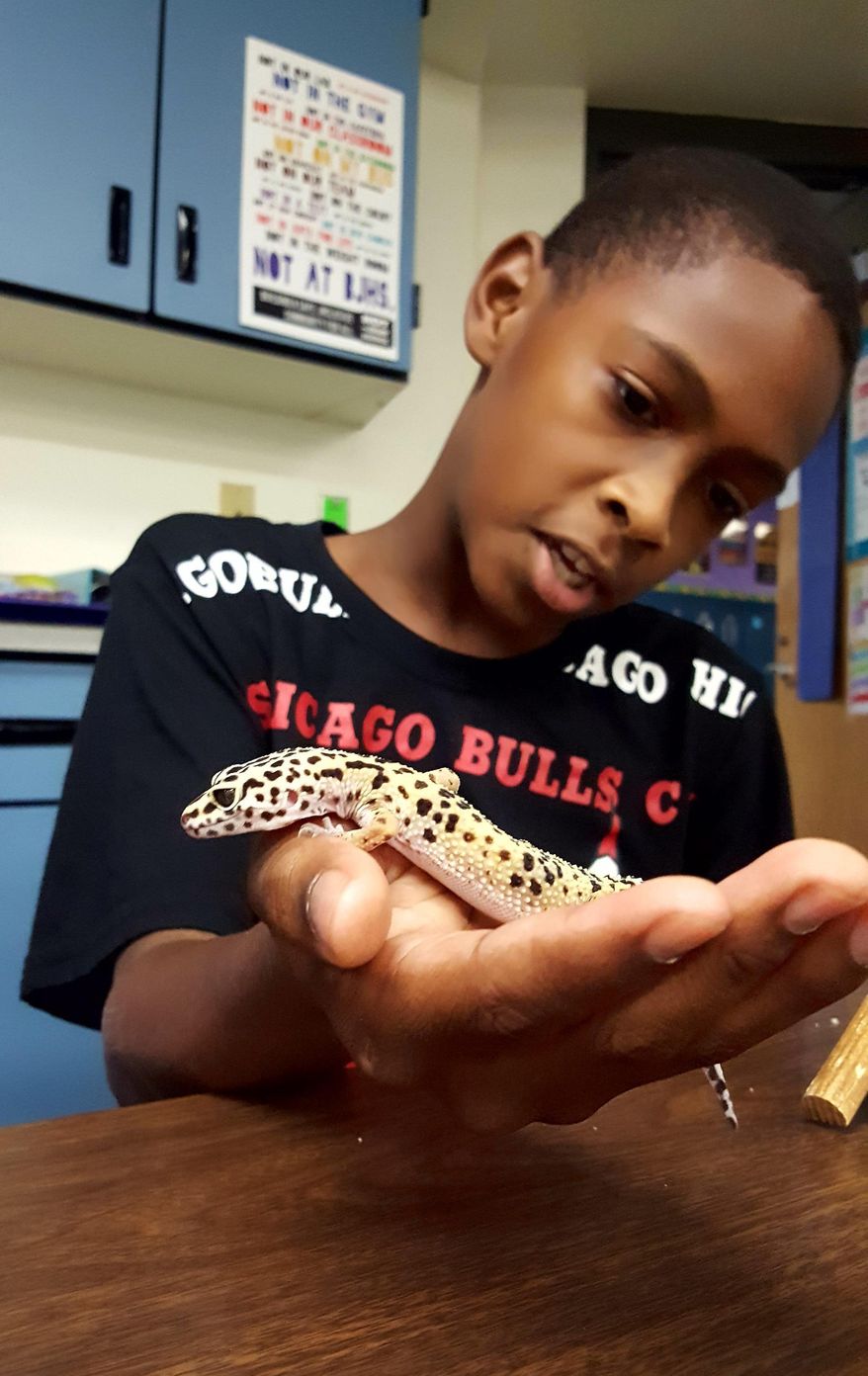 ADVANCE FOR USE SATURDAY, SEPT. 24, 2016 AND THEREAFTER - In this Sept. 6, 2016 photo,Bloomington Junior High School sixth-grader Damond Price examines the patterned skin and round eyes of Stella, a leopard gecko, one of the many classroom pets at his school in Bloomington, Ill. (Julia Evelsizer,The Pantagraph via AP)