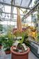 dartmouth_corpse_flower.jpeg