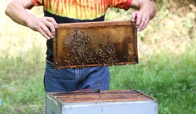 ADVANCE FOR THE WEEKEND OF SEPT 24-25 AND THEREAFTER - In this Tuesday, Sept. 6, 2016 photo, Bill Johnson checks a board for honey at Johnson Honey Farm in Guttenberg, Iowa. Beekeeping has changed significantly in the nearly 30 years Bill Johnson has had his hives. Johnson said his bees require a very close eye on their health, due in large part to the types of chemicals they are exposed to on plants. (Jessica Reilly/Telegraph Herald via AP)