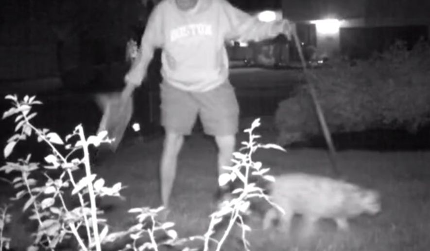 Dr. Norman Muir, the former vice president of academic affairs for Medaille College in New York, is caught on camera stealing Donald Trump yard signs. (WIVB-4 New York screenshot)