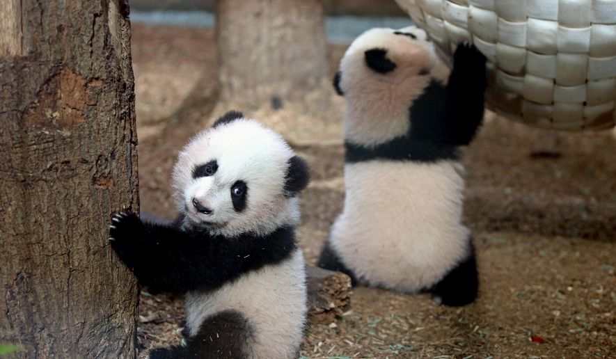 FILE - In this Dec. 13, 2013, file photo, Giant Panda twin cubs Mei Lun, left, and Mei Huan play in their habitat at Zoo Atlanta in Atlanta. The panda twins born three years ago at Atlanta's zoo are set to leave for China in November 2016. (Jason Getz/Atlanta Journal-Constitution via AP)