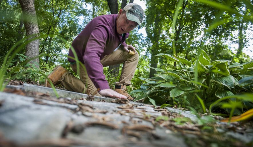 In this Wednesday, Sept. 15, 2016 photo, Darrin Silvester, of Canton, clears the top of a headstone in the Shearer Cemetery in Plymouth, Mich. Sylvester has spent the last 11 years working with students to restore the once overgrown cemetery. (Nate Smallwood/Detroit Free Press via AP)