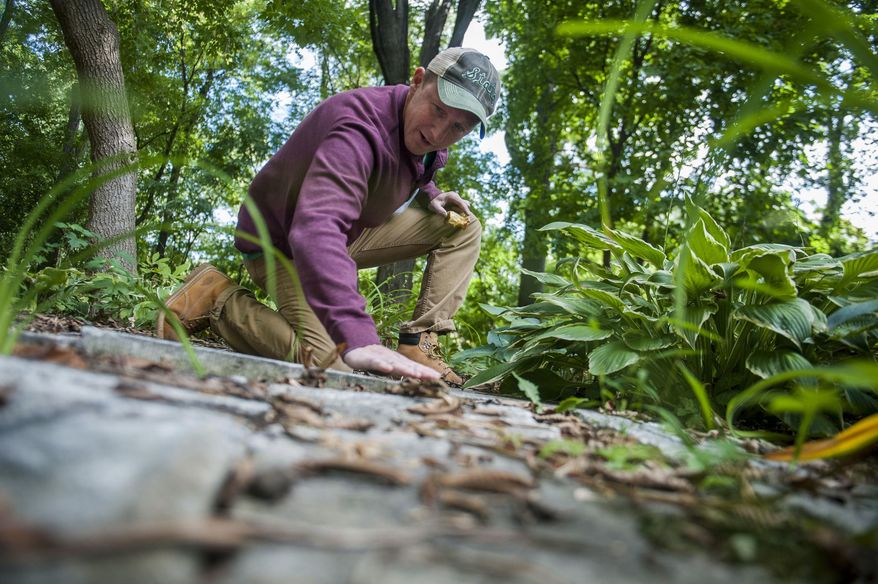 In this Wednesday, Sept. 15, 2016 photo, Darrin Silvester, of Canton, clears the top of a headstone in the Shearer Cemetery in Plymouth, Mich. Sylvester has spent the last 11 years working with students to restore the once overgrown cemetery. (Nate Smallwood/Detroit Free Press via AP)