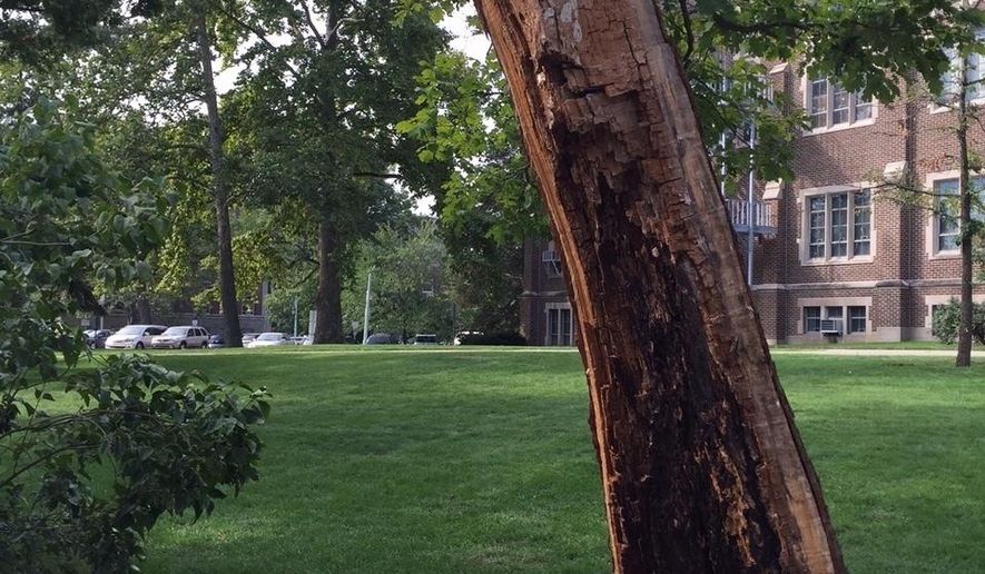 In this Sept. 22, 2016 photo, the remains of a more than 3 century-old tree located on Michigan State University's campus are shown, in East Lansing, Mich. The tree stood tall nearly 200 years before the university welcomed its first students. (RJ Wolcott  /Lansing State Journal via AP)