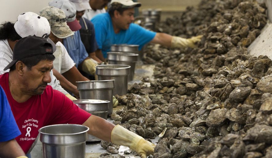 ADVANCE FOR SUNDAY OCT. 2 AND THEREAFTER - In an Oct. 29, 2014 photo, work crews sort through oysters at Jeri&#x27;s Seafood in Anahuac, Texas. The news in 2014 Jeri&#x27;s owner Ben Nelson and his son-in-law, Chambers County Justice of the Peace Tracy Woody, had leased 23,000 acres of bay bottom that included some of the choicest oyster reefs severed long friendships among the three largest oyster operations in Galveston Bay and spawned lawsuits that have brought uncertainty to an industry decimated by years of bad weather and predators.(J. Patric Schneider/ Houston Chronicle via AP)