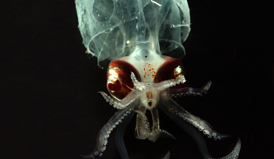 In this Sept. 2016 photo provided by the National Oceanic and Atmospheric Administration, a glass squid that was found off the coast of Hawaii's Big Island is shown. Federal researchers just returned from an expedition to study the biodiversity and mechanisms of an unusually rich deep-sea ecosystem off the coast of Hawaii. (NOAA via AP)