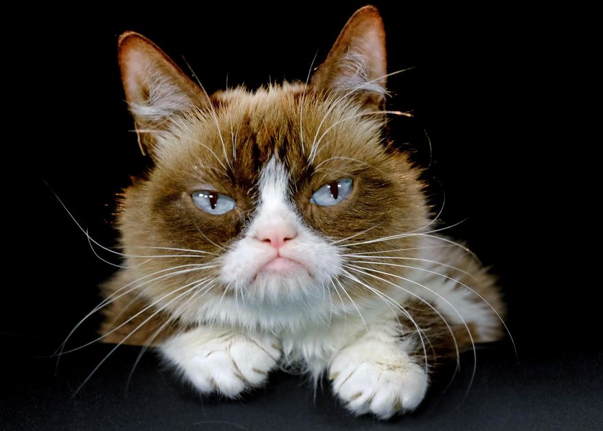 FILE - This Dec. 1, 2015 file photo shows Grumpy Cat posing for a photo in Los Angeles. Grumpy Cat is joining the cast of the Broadway musical “Cats” on Friday, Sept. 30, 2016. The kitty with the comical frown “will be worked into the end of the show and will become an honorary Jellicle Cat,” according to a spokesman for the show. (AP Photo/Richard Vogel, File)