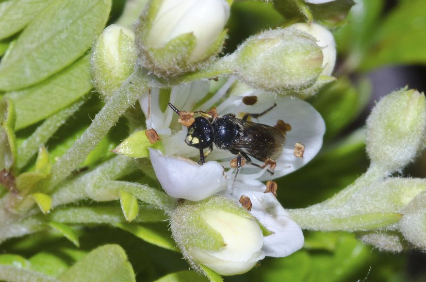 In this undated photo provided by John Kaia, a yellow-faced bee is shown in Hawaii. Federal authorities added seven yellow-faced bee species, Hawaii’s only native bees, for protection under the Endangered Species Act Friday, Sept. 30, 2016, a first for any bees in the United States. The U.S. Fish and Wildlife Service announced the listing after years of study by the conservation group Xerces Society. (John Kaia via AP)