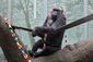 zoo_gorilla_birth.jpeg
