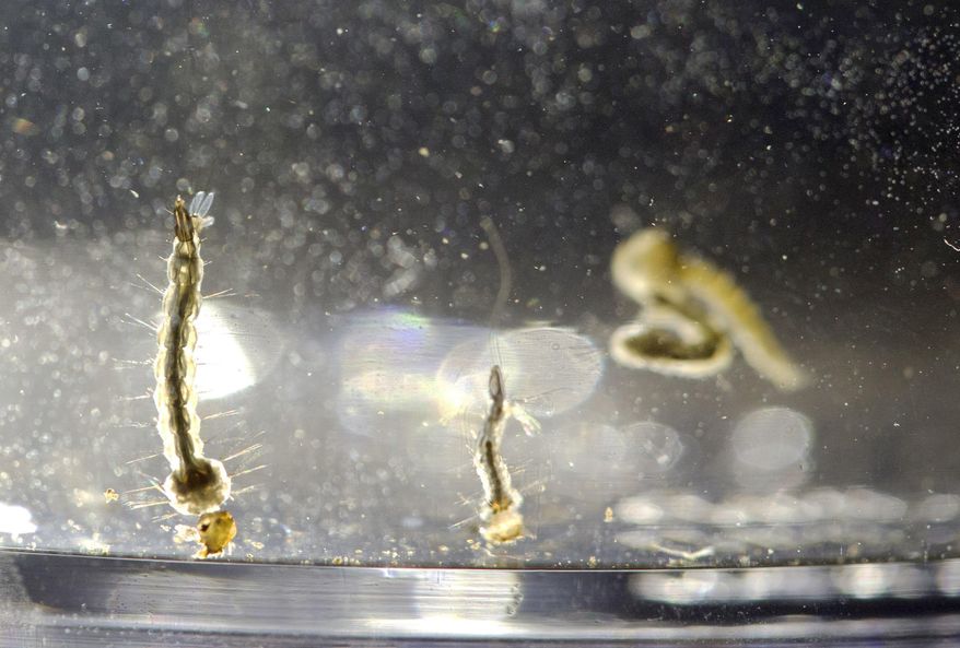 FILE - In this Aug. 24, 2016, file photo, Aedes Aegypti mosquito larvae swim in a container at the Florida Mosquito Control District Office in Marathon, Fla. More federal money finally is available to fight Zika even as the news worsens. Babies who at first seem to have escaped the virus' devastating hallmark defect _ an abnormally small head at birth _ might not be out of the woods after all.(AP Photo/Wilfredo Lee)