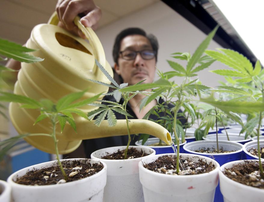 Canna Care employee John Hough waters young marijuana plants at the medical marijuana dispensary in Sacramento, Calif., Aug. 19, 2015. (AP Photo/Rich Pedroncelli) ** FILE **
