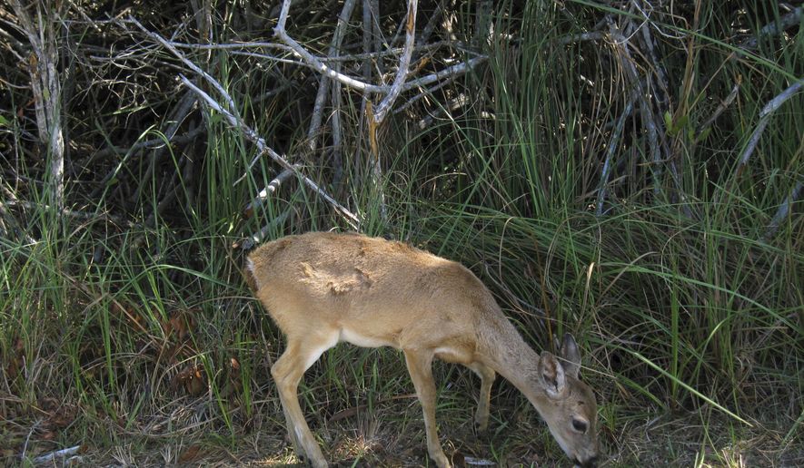 In this February 2013 file photo, a Key deer forages for food in the National Key Deer Refuge in the Florida Keys. (AP Photo/Beth J. Harpaz, File) **FILE**