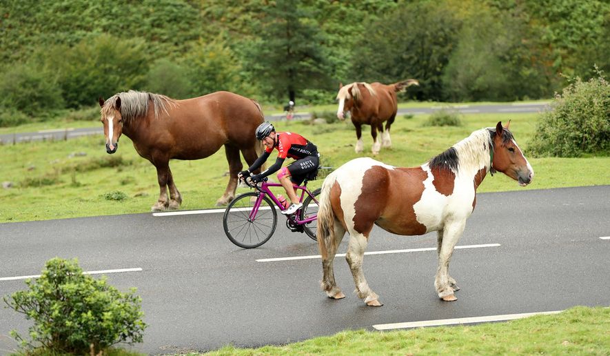 In this Aug. 20, 2016 photo provided by OC Sports, a cyclist makes his way between horses during the first day of the 2016 Haute Route Pyrenees timed cycling event in France. Some 400 cyclists participated in the event, which covered 500 miles (800 km) in seven stages through the French Pyrenees from Anglet to Toulouse with more than 60,000 feet (20,000 m) of climbing. (Haute Route/Yoann Obrenovitch/OC Sports via AP)