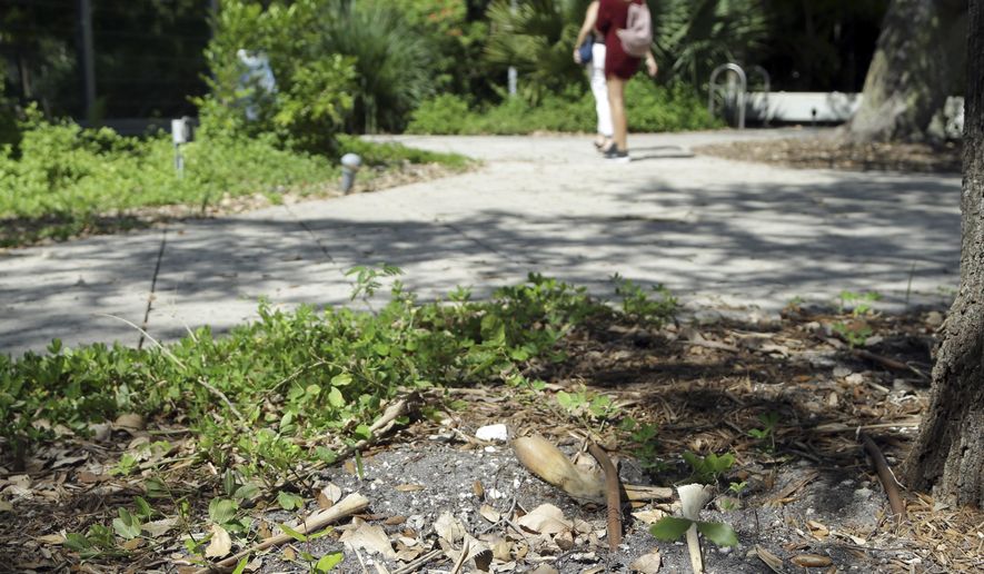 In this Wednesday, Sept. 21, 2016 photo, vacant areas of dirt sit at the entrance to the Miami Beach Botanical Garden, in Miami Beach, Fla. The garden was home to over 2,000 colorful bromeliads which were uprooted after the plants were identified as breeding grounds for mosquitoes with the Zika virus. City of Miami Beach officials ordered the city-owned garden to uproot the plants, and are encouraging residents to do the same in their own yards. (AP Photo/Lynne Sladky)