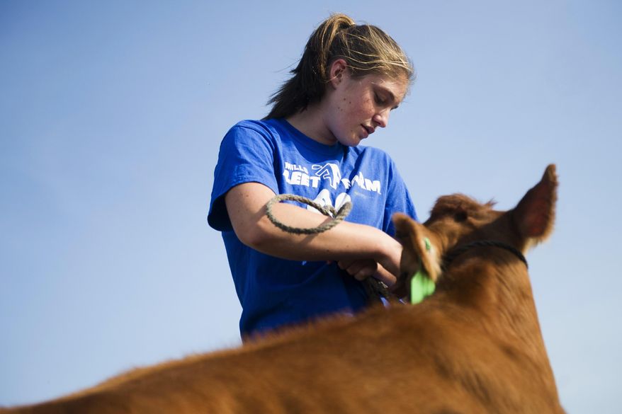 ADVANCE FOR RELEASE SATURDAY, OCTOBER 8, 2016, AT 12:01 A.M. CDT. AND THEREAFTER - In this Sept. 13, 2016 photo, Cora Gibbs pets her show heifer she named Fondu on her family’s farm located outside Rollingstone, Minn. Gibbs participates in the 4-H animal showings where she has won multiple awards. (Chuck Miller/The Winona Daily News via AP)