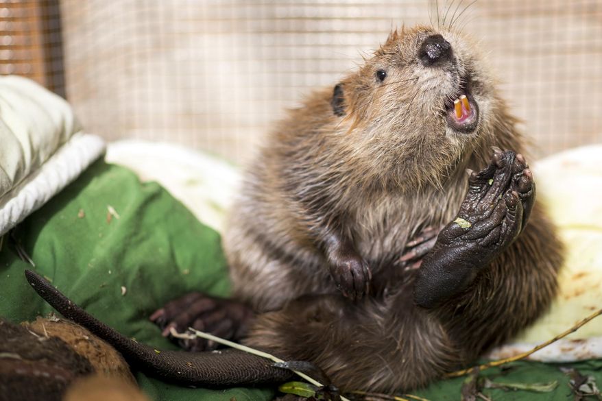 In this photo taken on Thursday, Sept. 29, 2016, Barklee, a six-month-old beaver, uses its massive hind legs to scratch away an itch at his enclosure at For Heaven's Sake Animal Rescue and Rehabilitation in Rochester, Wash. The beaver was found by hikers near Graham, Wash., when it was just a few weeks old then brought to the clinic for what could up to a three-year rehabilitation. (Pete Caster/The Chronicle via AP)