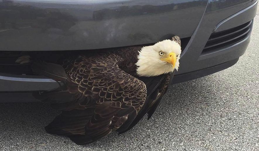 This Saturday, Oct. 8, 2016 photo provided by the Clay County Sheriff's Office shows a bald eagle wedged in a vehicle near Green Cove Springs, Fla. The bird was freed unharmed after a passing motorist noticed the bird. (Billi West/Clay County Sheriff's Office via AP)