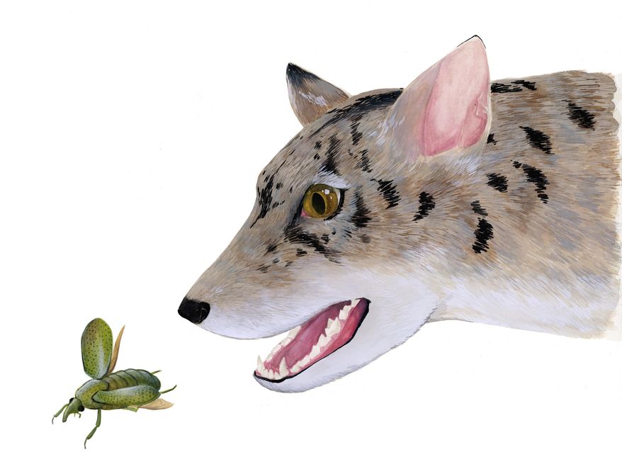 This undated illustration provided by Monica Jurik and The Field Museum in Chicago, shows the artist's reconstruction of an early 38 million year-old beardog. For decades two sets of fossilized carnivore jaw bones sat in a drawer in the museum largely unnoticed. Now the scientist who grew curious about them has established with a colleague that that the fossils belonged to an early, long-extinct relative of dogs, foxes and weasels known as beardogs. (Monica Jurik/The Field Museum via AP)