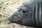 elephant_seal-swimming_record.jpeg
